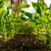 AI for Palm Oil and Precision Agriculture in Malaysia